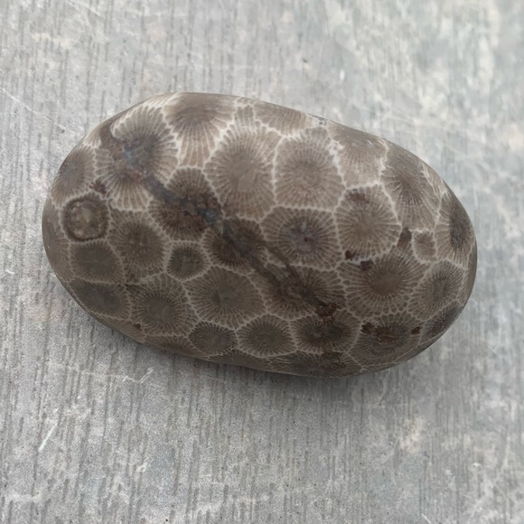 Petoskey stone - Picture 8 of 10